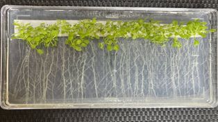 Truco de las plantas frente al calor para aumentar el crecimiento de sus raíces