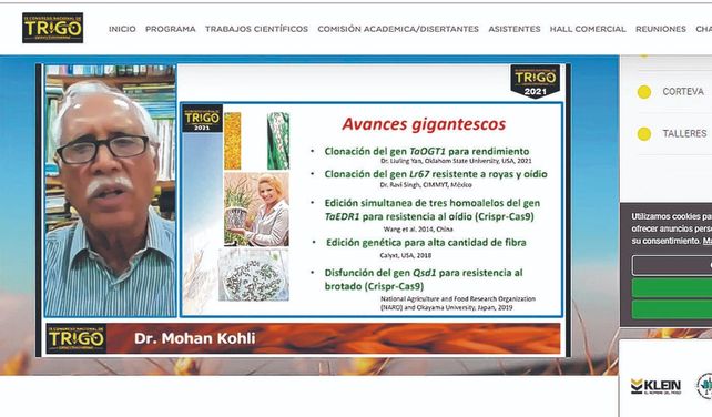 El futuro del trigo, con la ciencia y la tecnología