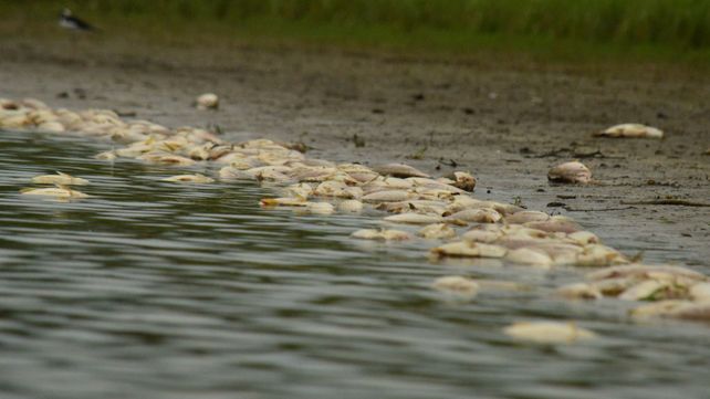 Área de Ambiente analizará las causas de la mortandad de peces en Concepción del Uruguay