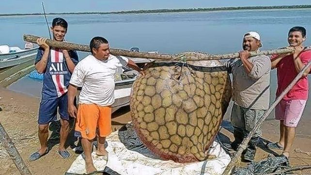Pescaron una raya de 150 kilos en La Paz