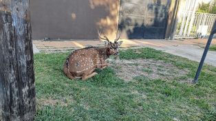 El ciervo que se había escapado de la granja La Esmeralda, fue finalmente recapturado