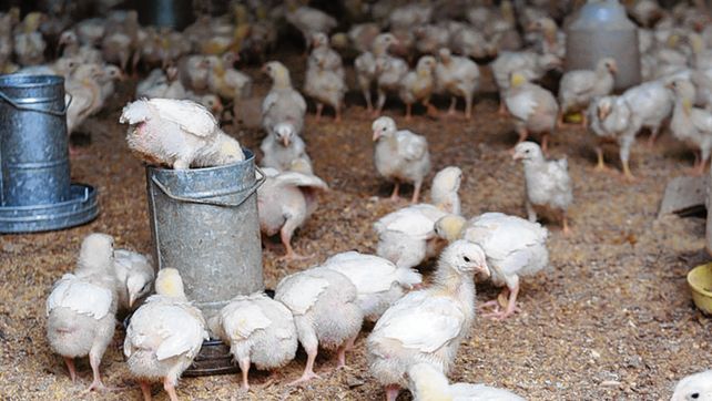 El consumo per cápita en el acumulado anual enero agosto llegó a 44 kilos.
