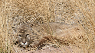 Se avistaron dos pumas en las zonas urbanas de Funes y Roldán en menos de diez días.
