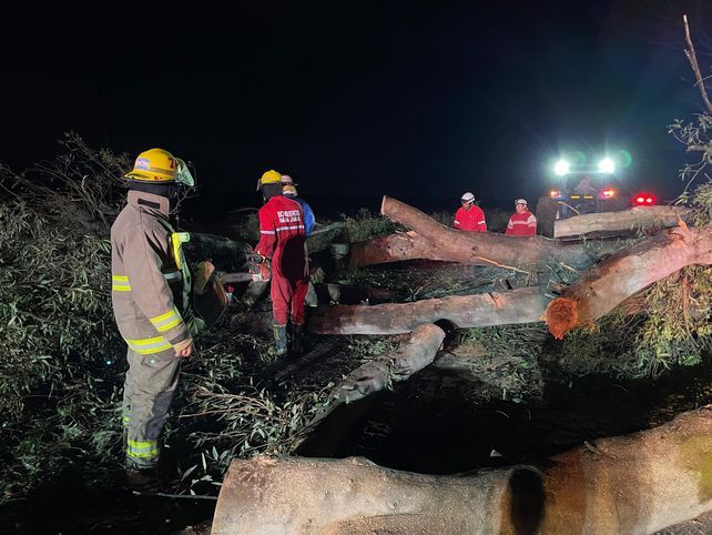 Rescatistas de la Asociación de Bomberos de María Juana trabajaron durante largas horas para despejar la ruta provincial 13 tras la caída de un gran eucalipto.