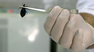 Gran paso contra el Chagas: logran decodificar el genoma de la vinchuca
