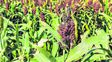 Sorgo vuelve a pedir pista en la producción argentina