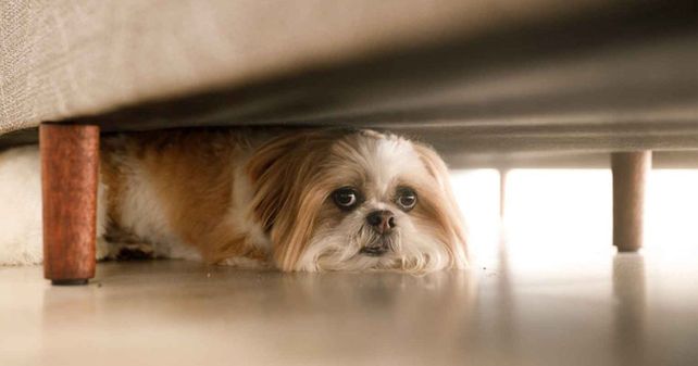 El Imusa dio una serie de recomendaciones para evitar que la pirotecnia afecte a las mascotas durante las fiestas.