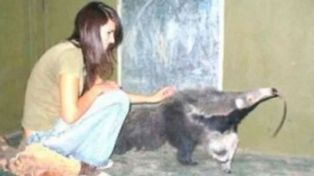 La mató un oso hormiguero y el zoológico deberá pagar 100 millones de pesos
