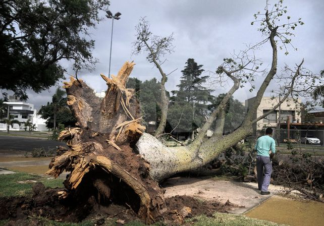 La tormenta dejó árboles caídos y cortes de luz y sigue vigente el alerta por lluvias