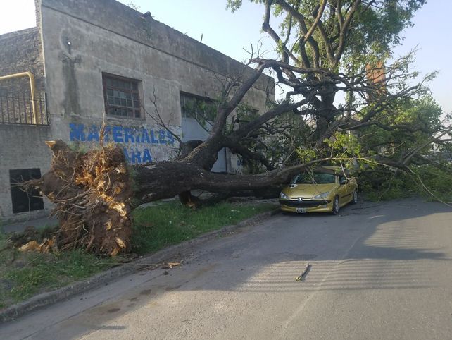 El viento arrancó una planta que terminó cayendo sobre un Peugeot 206 en Ovidio Lagos y Milan.