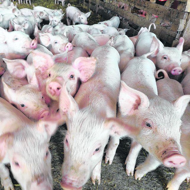 Más consumo porcino. En el periodo enero-marzo de 2025 se observa un crecimiento interanual del 6