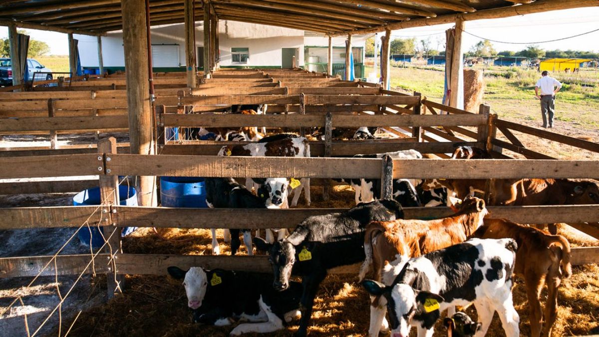 El tambo familiar de Entre Ríos que es referente en manejo de cría y recría