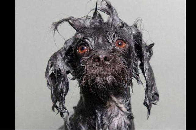 Los adorables y resignados perros mojados