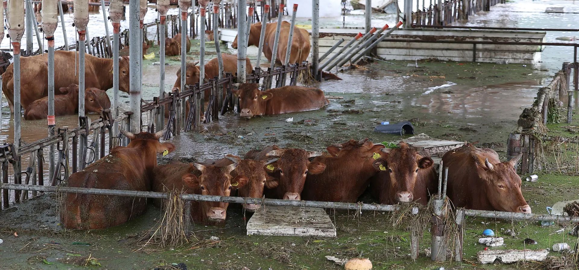 Daegu, Corea del Sur. Vacas parcialmente sumergidas en las aguas de inundación causadas por la tormenta tropical llamada Khanun. Fotografía: Yun Kwan-shick/AP Daegu, Corea del Sur. Vacas parcialmente sumergidas en las aguas de inundación causadas por la tormenta tropical llamada Khanun. Fotografía: Yun Kwan-shick/AP