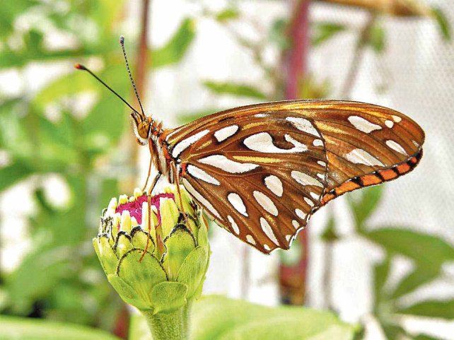 Un aficionado quiere crear una granja de mariposas en Santa Fe