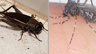 Advierten sobre invasión de grillos y de mosquitos gigantes