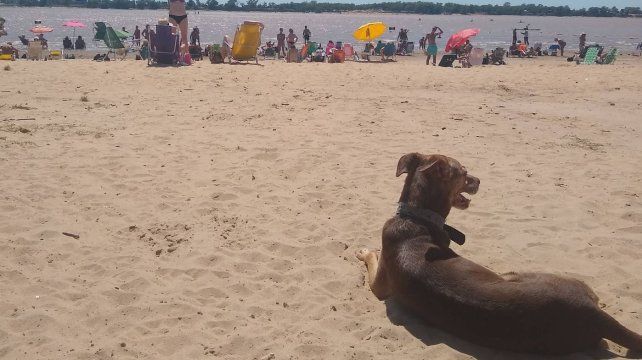 La Municipalidad de Rosario habilitó el ingreso de los perros al balneario La Florida.