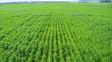 La nutrición impacta en el rendimiento y en la calidad del grano