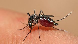 Ya hay casos de dengue autóctono en cuatro de los cinco nodos