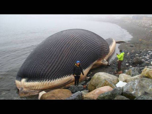 Un pueblo de Canadá teme que estalle una ballena azul muerta que el mar arrastró hasta su costa