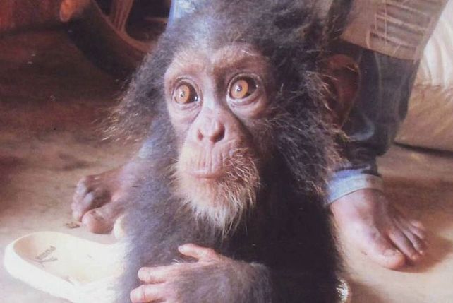 Rodeado de su familia mutilada, este chimpancé llora cuando se le acerca un humano