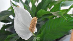 El lirio de la paz, una de las plantas que alegran y purifican el aire&nbsp;