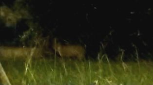 Alerta en una localidad santafesina por la presencia de un puma en un barrio abierto