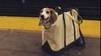como ser perro en nueva york para viajar en subte y no morir en el intento