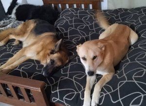 Los 10 países con más perros en el mundo: qué puesto ocupa Argentina