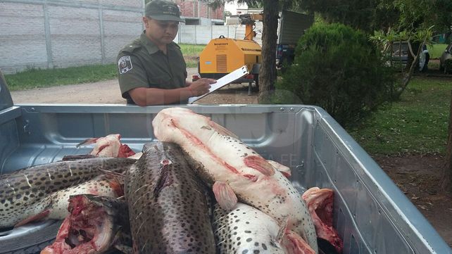 Secuestraron e incineraron casi media tonelada de pescado no apto para consumo humano