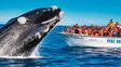 Más de 1.300 ballenas francas ya se pueden ver en las costas de Chubut