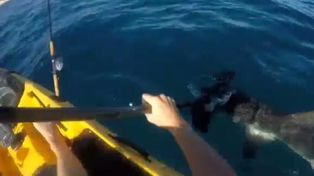Un pescador, abordo de su kayak, se defendió del ataque de un tiburón