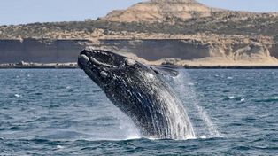 Las dos primeras ballenas llegan a la península Valdés