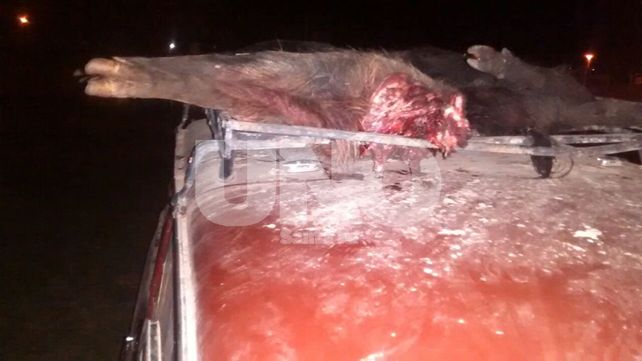 Depredación. Un cuarto de jabalí trasero y otro jabalí al lado