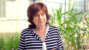 Raquel Chan es investigadora del Conicet y se desempeña en el Instituto de Agrobiotecnología del Litoral, en Santa Fe.