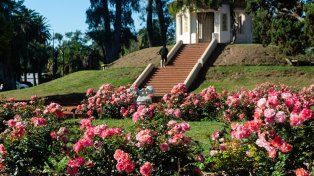 El viernes entregarán esquejes de rosas gratis en el parque Independencia