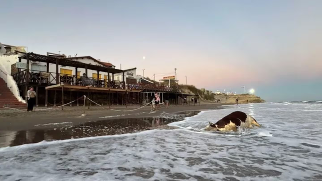Una vaca muerta apareció sobre la costa del mar en Las Grutas