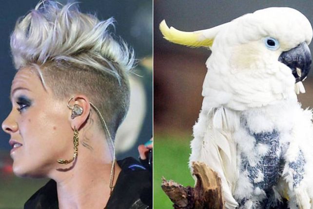 Personas, animales y objetos que son similares entre sí