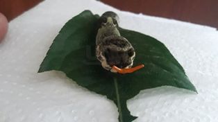 Un santafesino encontró un extraño insecto en su jardín