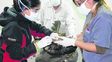 disección. Médicas veterinarias analizan las vísceras de los cóndores.