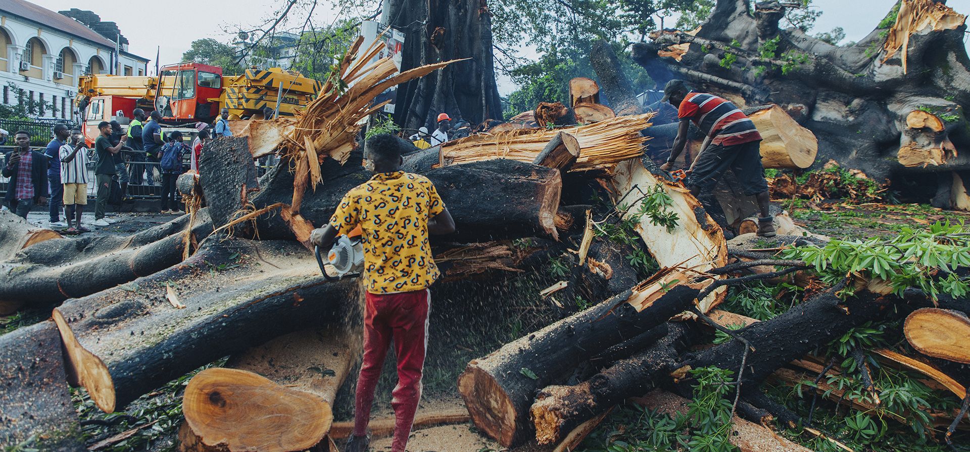 La gente mira el Cotton Tree caído en el centro de Freetown, Sierra Leona, el jueves 25 de mayo de 2023. El icónico Cotton Tree de siglos de antigüedad de Sierra Leona, visto como un símbolo de libertad por los primeros colonos, cayó durante las lluvias torrenciales en la capital causando un una gran pérdida para la nación y dejando La gente mira el Cotton Tree caído en el centro de Freetown, Sierra Leona, el jueves 25 de mayo de 2023. El icónico Cotton Tree de siglos de antigüedad de Sierra Leona, visto como un símbolo de libertad por los primeros colonos, cayó durante las lluvias torrenciales en la capital causando un una gran pérdida para la nación y dejando