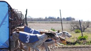 Es ley el proyecto que prohíbe las carreras de galgos en la provincia