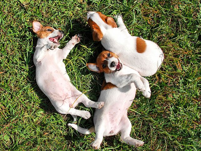 Consejos para que las mascotas vivan felices y saludables