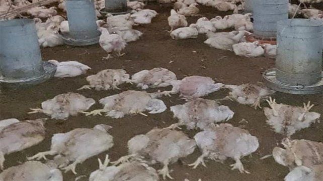 Ocurrió el sábado. Los delincuentes tenían 20 pollos faenados y listos para poner en una bolsa. Uno de ellos es empleado de la firma