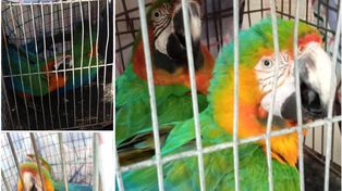 Recuperaron las aves que habían robado de la Granja La Esmeralda