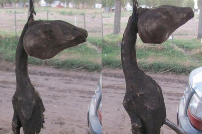Un extraño hallazgo generó intriga y miedo en Leubucó