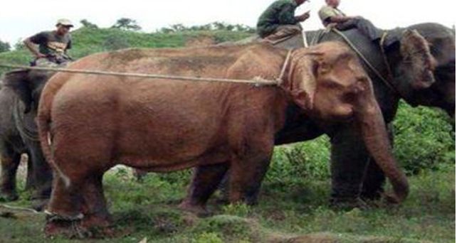Capturan un elefante blanco en Mianmar