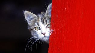 Logran decodificar el parásito que causa la toxoplasmosis