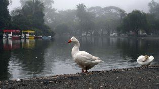 El tiempo en Rosario: el jueves arranca con neblina y temperatura agradable
