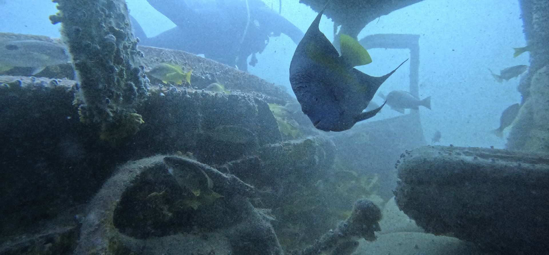 Un pez ángel azul nada dentro de un vehículo hundido en la línea de mar de Mesaieed en el sitio de buceo GMC en Mesaieed, Qatar, el miércoles 7 de diciembre de 2022. Los fanáticos de la Copa del Mundo en Qatar que esperan ver algo de la vida marina del Golfo están visitando el arrecife artificial frente a la costa de la pequeña nación árabe peninsular. (Foto AP/Abbie Parr)